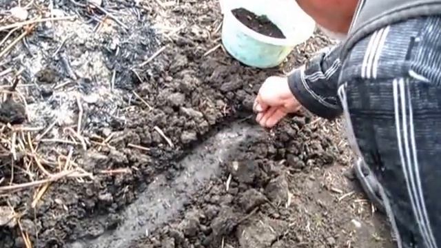 Весенний посев редиски. Как посеять редиску в открытый грунт. смотреть онлайн