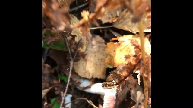 Осенние грибочки в фильме "Сказка о грибнике" смотреть онлайн