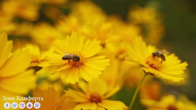 Музыка расслабляет нервную систему, улучшает память - Целебные Звуки Леса Для Отдыха,Медитации И Сн смотреть онлайн