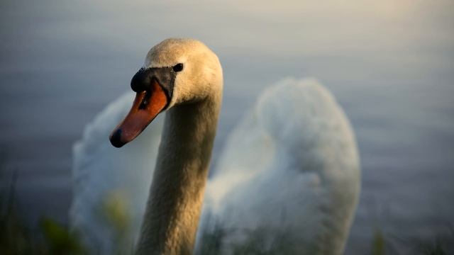 Swan portraits "Am Saugraben" in Halle Neustadt/Halle an der Saale смотреть онлайн