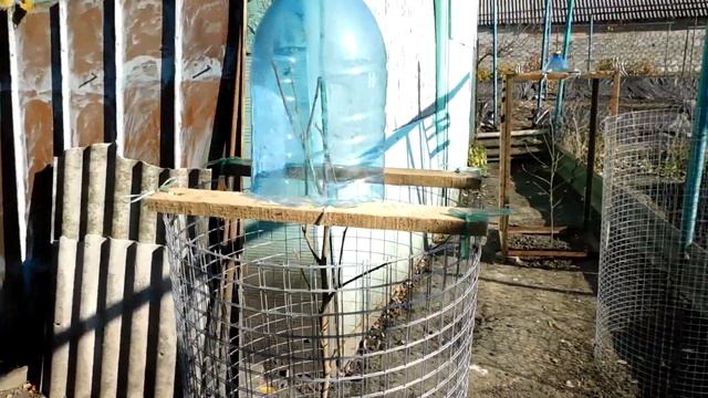 Хурма - Укрываю на Зиму смотреть онлайн