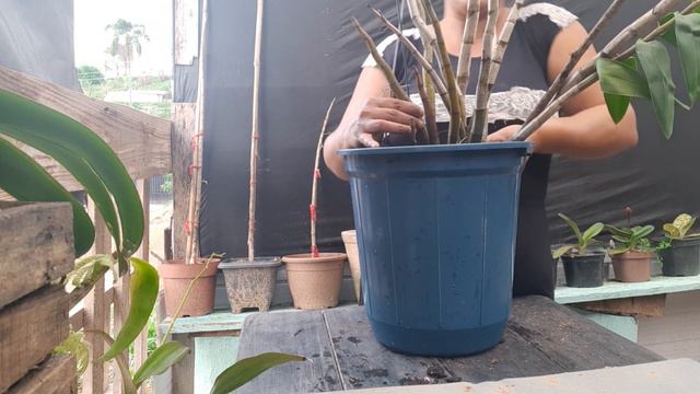 meu dendrobium thyrsiflorum ficou gigante mas vou mexer com ele смотреть онлайн