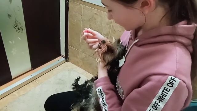 Как чистить зубы собаке? смотреть онлайн