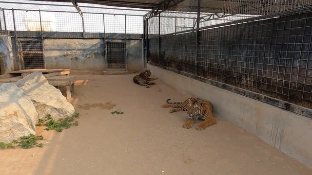 Zoo In Umm Al Quwain | The Zoo Wild Life Park In Umm Al Quwain | Hidden Destination смотреть онлайн