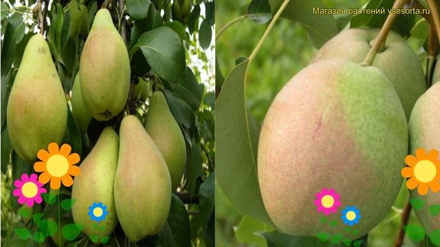 Груша обыкновенная, лекарственная. Краткий обзор, описание Pyrus чудесница - россошанская красивая