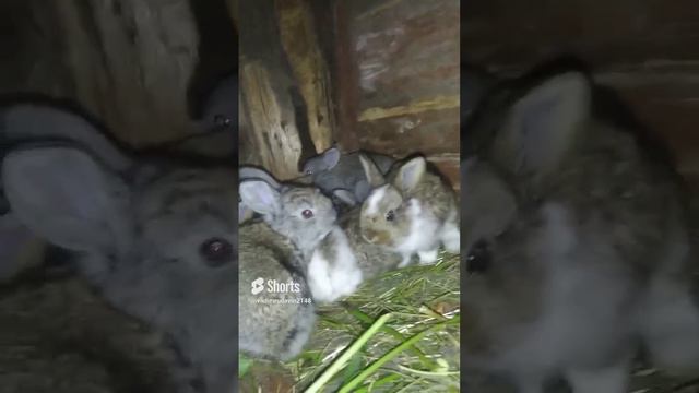 Кроличья милота..) смотреть онлайн