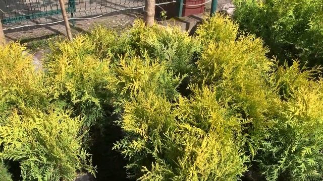 Туя западная Голден Глоб (Golden Globe) смотреть онлайн