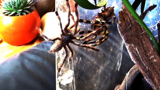 Sri Lankan Ornamental mating - Poecilotheria fasciata смотреть онлайн