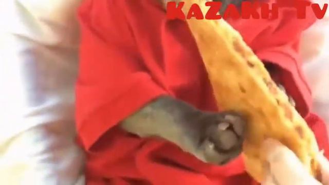 Собака кушает пиццу смотреть онлайн