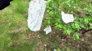 Муравьиная кислота. Как добывать муравьиную кислоту. Средство для лечения всего тела.