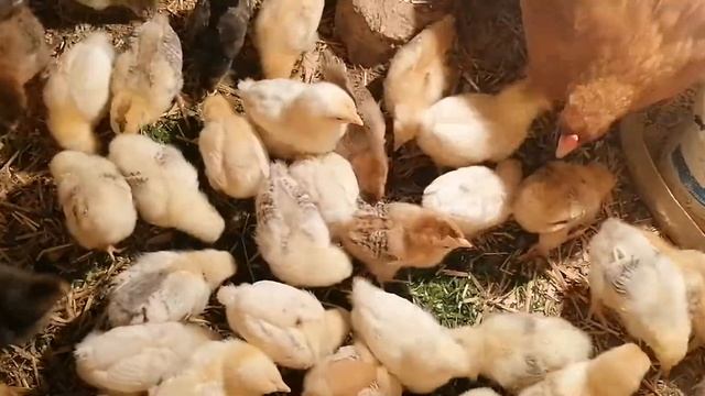 Квочка и цыплята! Цыплятам 9 дней. Кормлю цыплят травой смотреть онлайн