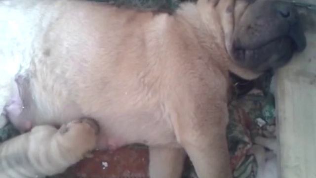 шар-пей собака храпит и кормит смотреть онлайн