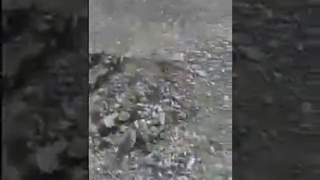 На свалке вылупились цыплята! смотреть онлайн