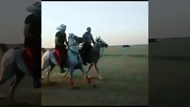 Арабский лошадь танцует???? video version смотреть онлайн