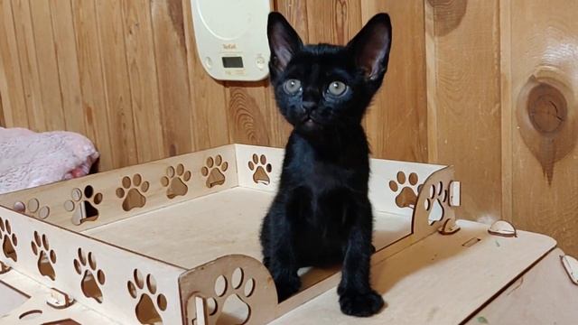 #БОМБОЙГЕРАЖИГЛОВ / Бомбей / Кот / Bombay смотреть онлайн