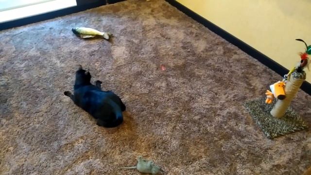 Мейн кун Степа и кот Тихон. Утренняя разминка для бодрости смотреть онлайн