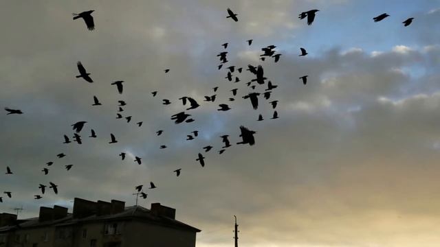 Анна Ахматова_Память о солнце... смотреть онлайн