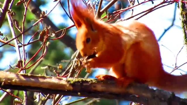 Пятигорск. Машук. Белка с орешком.? смотреть онлайн