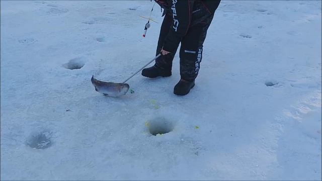 Форель ловится в течение всего дня. Клёвое место, Лосиный остров, спорт-зона. смотреть онлайн