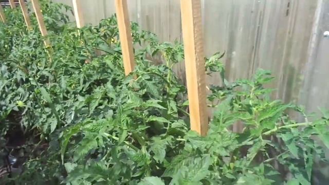 Томат Петруша огородник не всем удается с первого раза! Ольга Чернова. смотреть онлайн