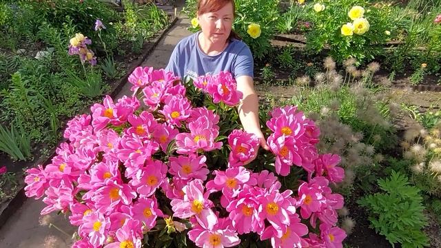 Пион Дансинг Баттерфляй (Танцующие бабочки). Размеры куста. Июнь 2022г. смотреть онлайн
