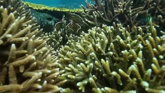 Facts: Corals And Coral Reefs