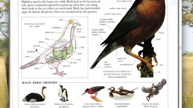 그 유명한 옥스포드 영영사전 B 그림, 세부 명칭 있음. DK ILLUSTRATED OXFORD DICTIONARY B by young jin Cho смотреть онлайн