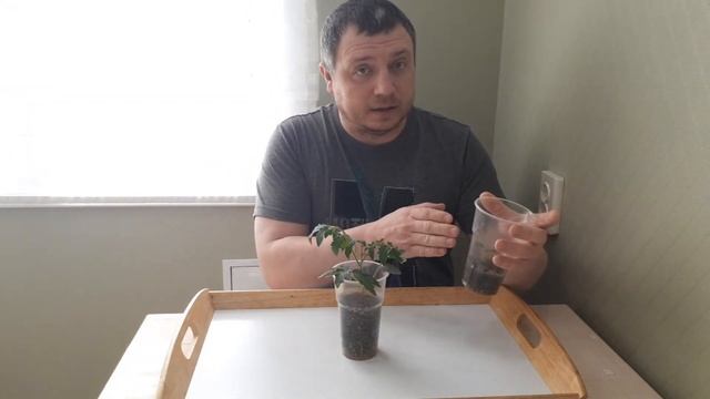 ПРИЧИНА ПОЧЕМУ РАССАДА БОЛЕЕТ и ПЛОХО РАСТЕТ? смотреть онлайн