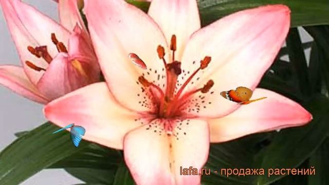 Лилия азиатская горшечная (lilium asiatic confetti joy) ? лилия обзор: как сажать луковицы лилии смотреть онлайн
