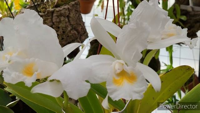 Cattleya Mossiae Var Alba, Cattleya Hybrid Orange. Цвітуть Катлеї