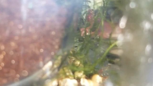 Nothobranchius kadleci смотреть онлайн