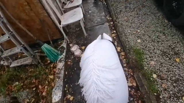 Хоббихорсинг влог, тренировки и разговоры/Hobbyhorsing