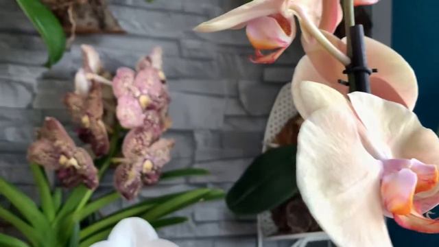 ORQUÍDEAS VANDA PHALAENOPSIS COMPRINHAS смотреть онлайн