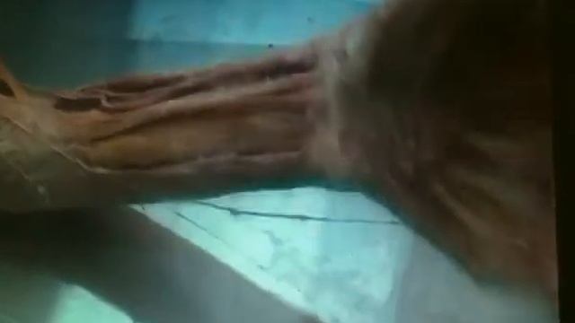 Демонстрация НЕРВОВ и МЫШЦ на РУКЕ ТРУПА. Любых боксёров надо бить по нервам на кистях. смотреть онлайн