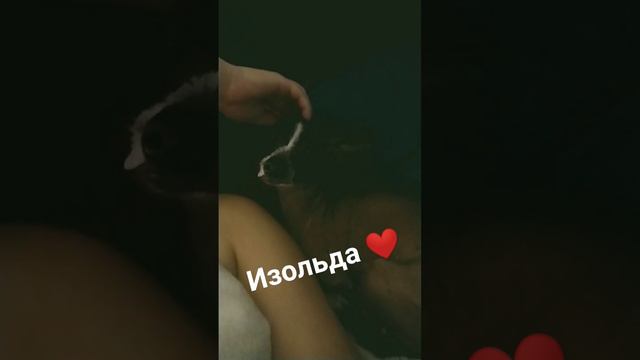 Доброго вечера 🐭❤#ксоло #изольда #собака смотреть онлайн