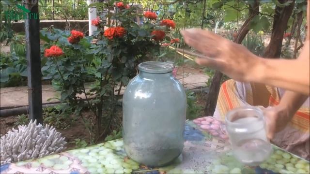 Тля. Как бороться с тлёй и несколько слов в её защиту - 7 дач смотреть онлайн