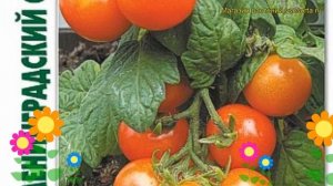 Томат Ленинградский скороспелый. Краткий обзор solanum lycopersicum Leningradskij skorospelyj