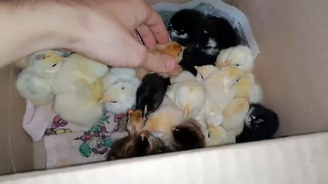 Очередной вывод ЦЫПЛЯТ! Две квочки вывели цыплят / Хороший результат, на двоих 23 штуку смотреть онлайн