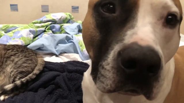 Злая собака пристает к коту смотреть онлайн