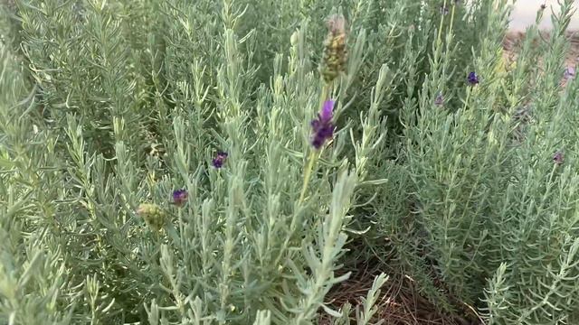 Spanish and English Lavender tips video!! *Rachel’s Home and Garden* смотреть онлайн
