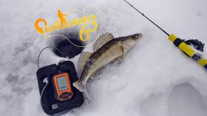 Рыбалка на судака зимой, ловля на балансир