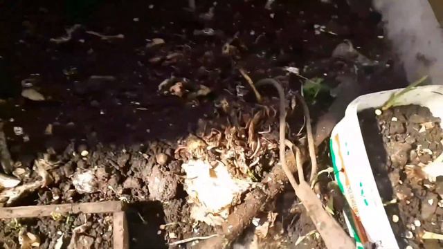 переработка органических отходов при помощи дождевых червей в городе сортируем мусор 1235 дней смотреть онлайн