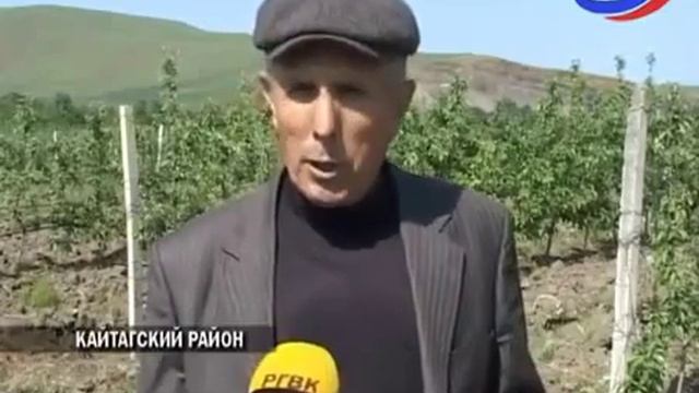 Новости Кайтагского района: идет развивитие интенсивное садоводство смотреть онлайн