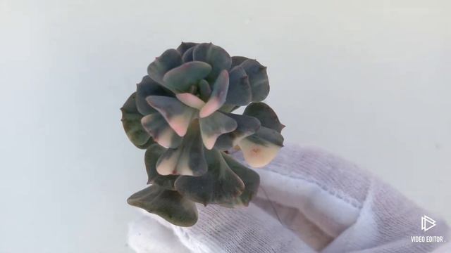 Echeveria Cubic Frost variegated смотреть онлайн