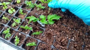 Вегетативный биденс. Черенкование.