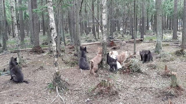 Гибрид Волка. Щенки. внутренняя коммуникация. смотреть онлайн