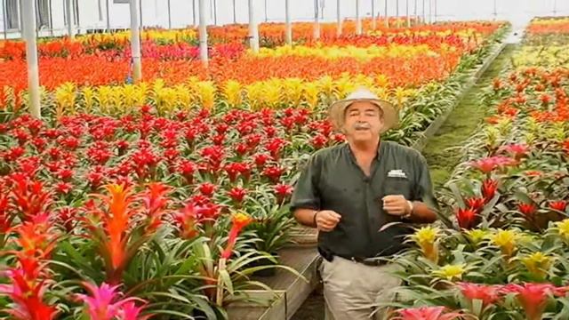 Guzmania Special.avi смотреть онлайн