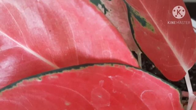 Aglonema Super Red Cochin Green ( Aglaonema )