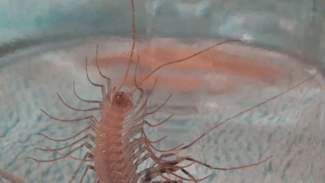 " неизвестное" мне насекомое))) Оказывается это мухоловка. смотреть онлайн