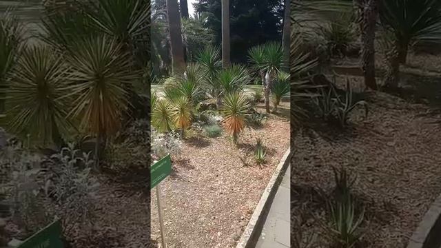 Путешествие в Сочи. Дендрарий и Морской вокзал смотреть онлайн